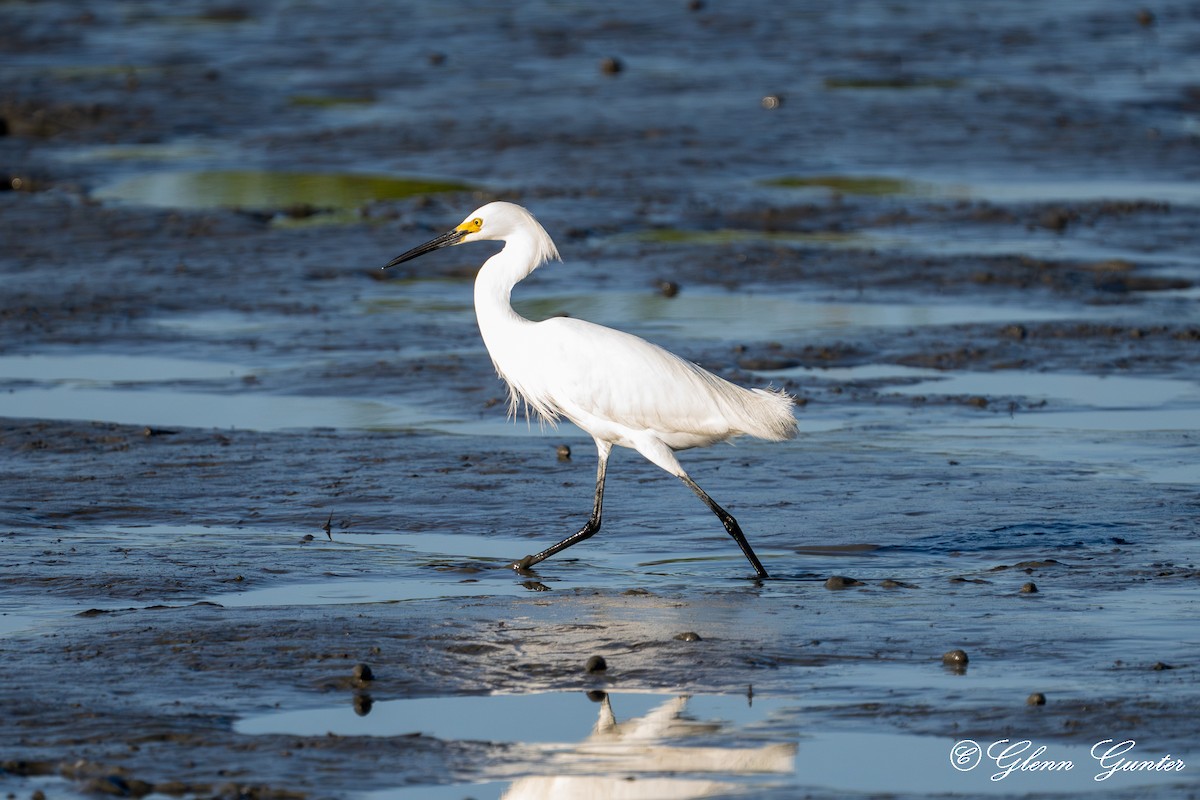 Snowy Egret - ML620236346