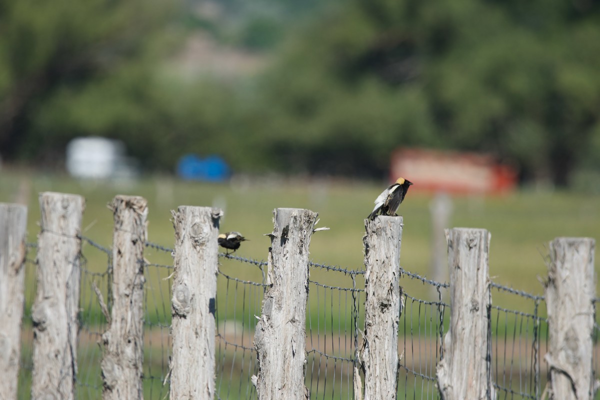 bobolink americký - ML620236357