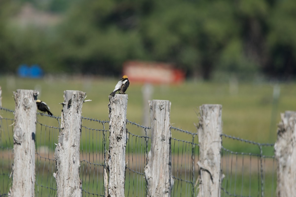 bobolink americký - ML620236367