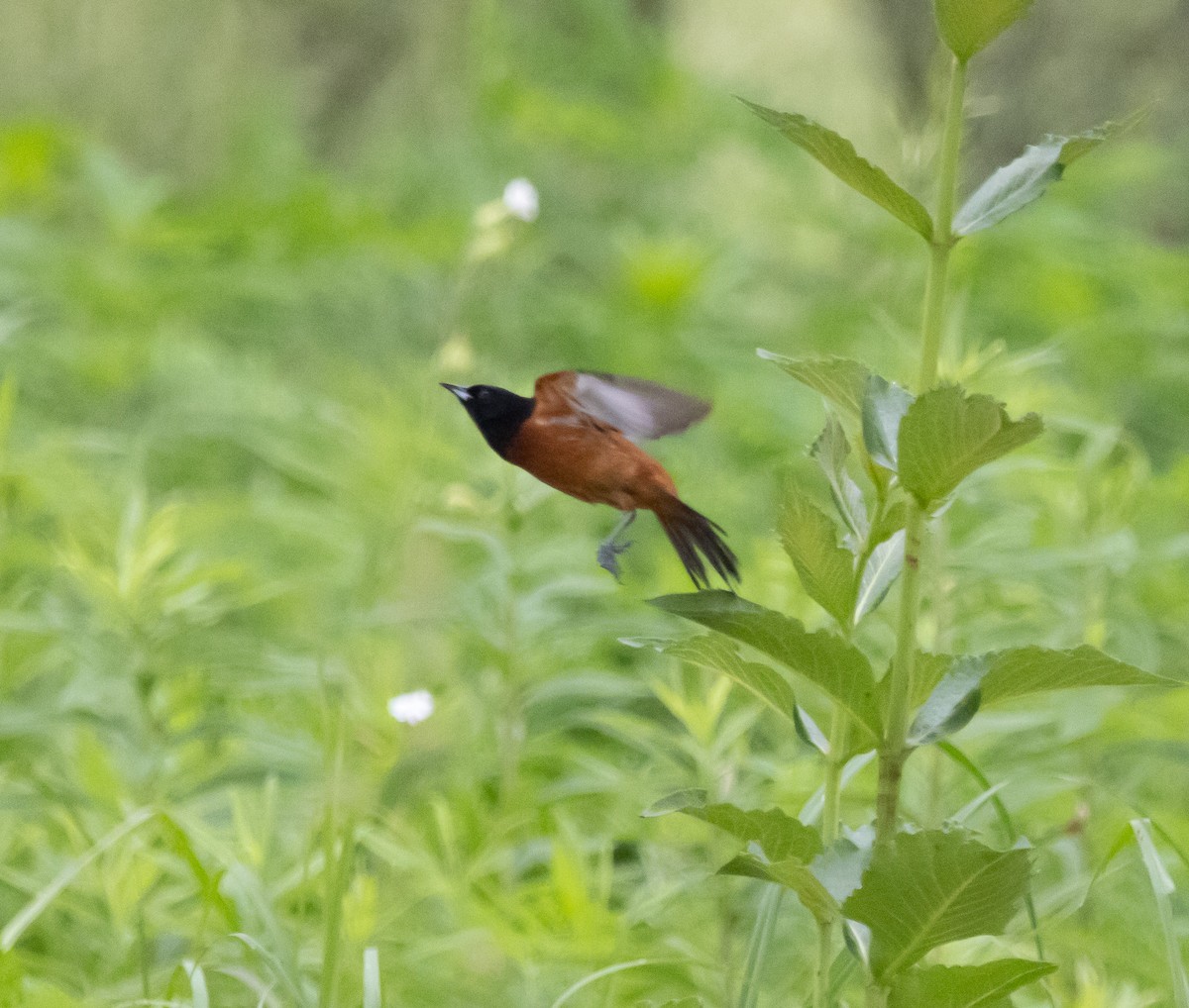Orchard Oriole - ML620236372