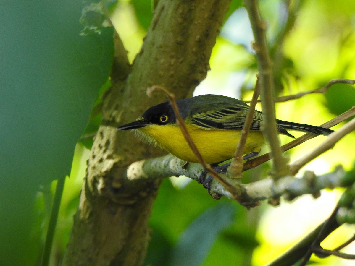 Common Tody-Flycatcher - ML620236383