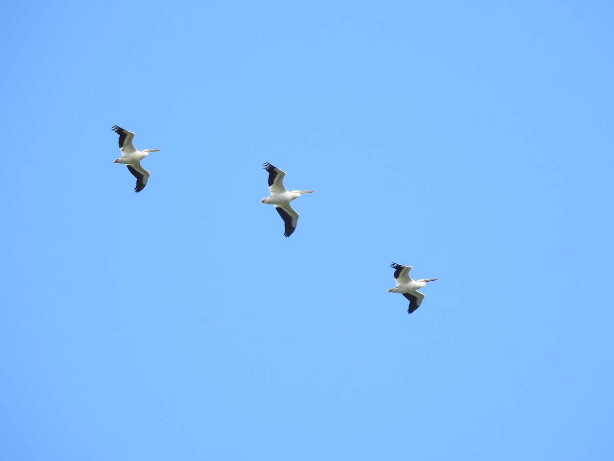 American White Pelican - ML620236386