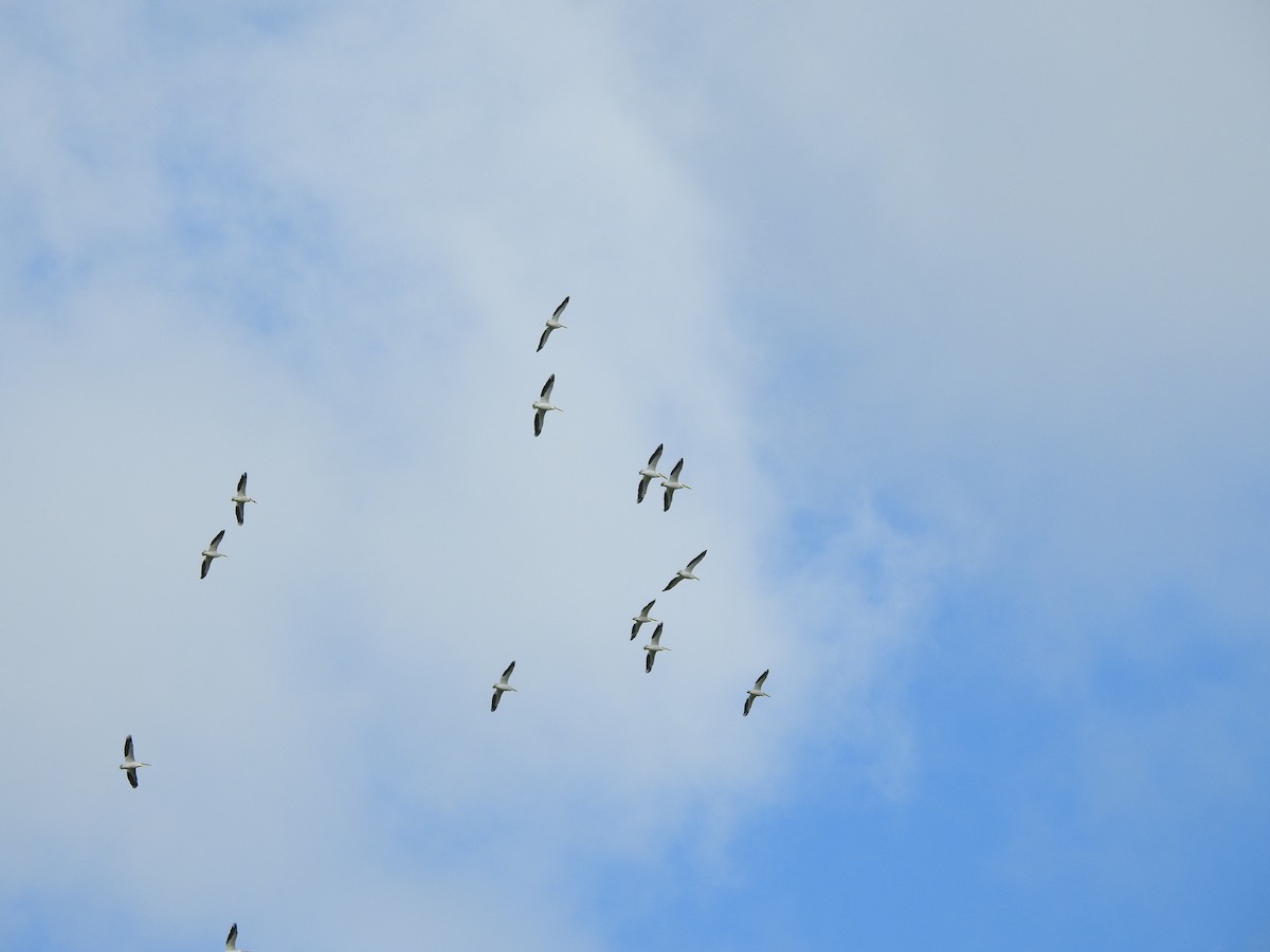 American White Pelican - ML620236387
