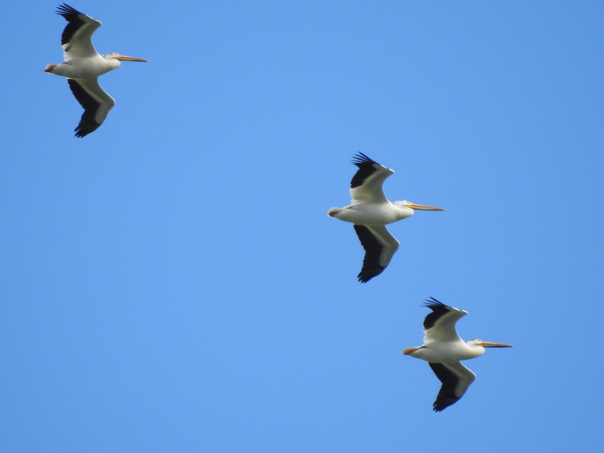 American White Pelican - ML620236388
