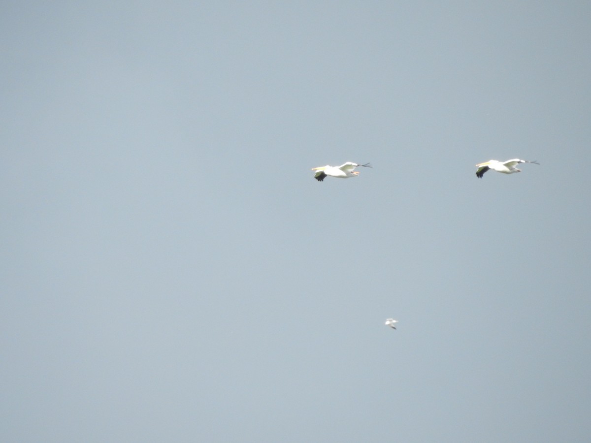 American White Pelican - ML620236389