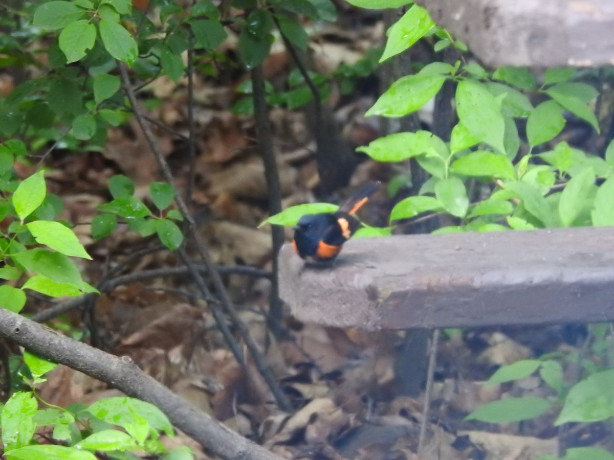 American Redstart - ML620236399