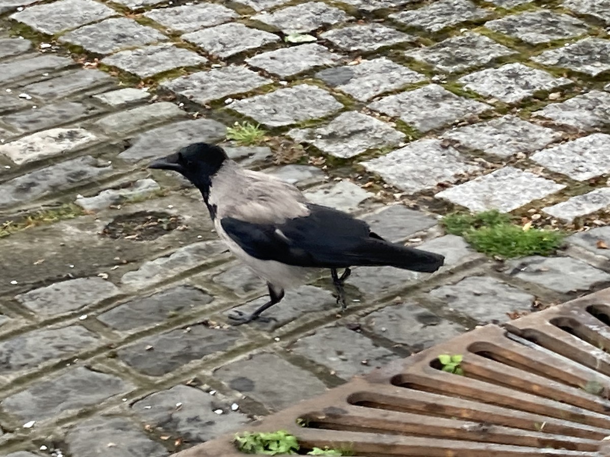 Hooded Crow - ML620236401