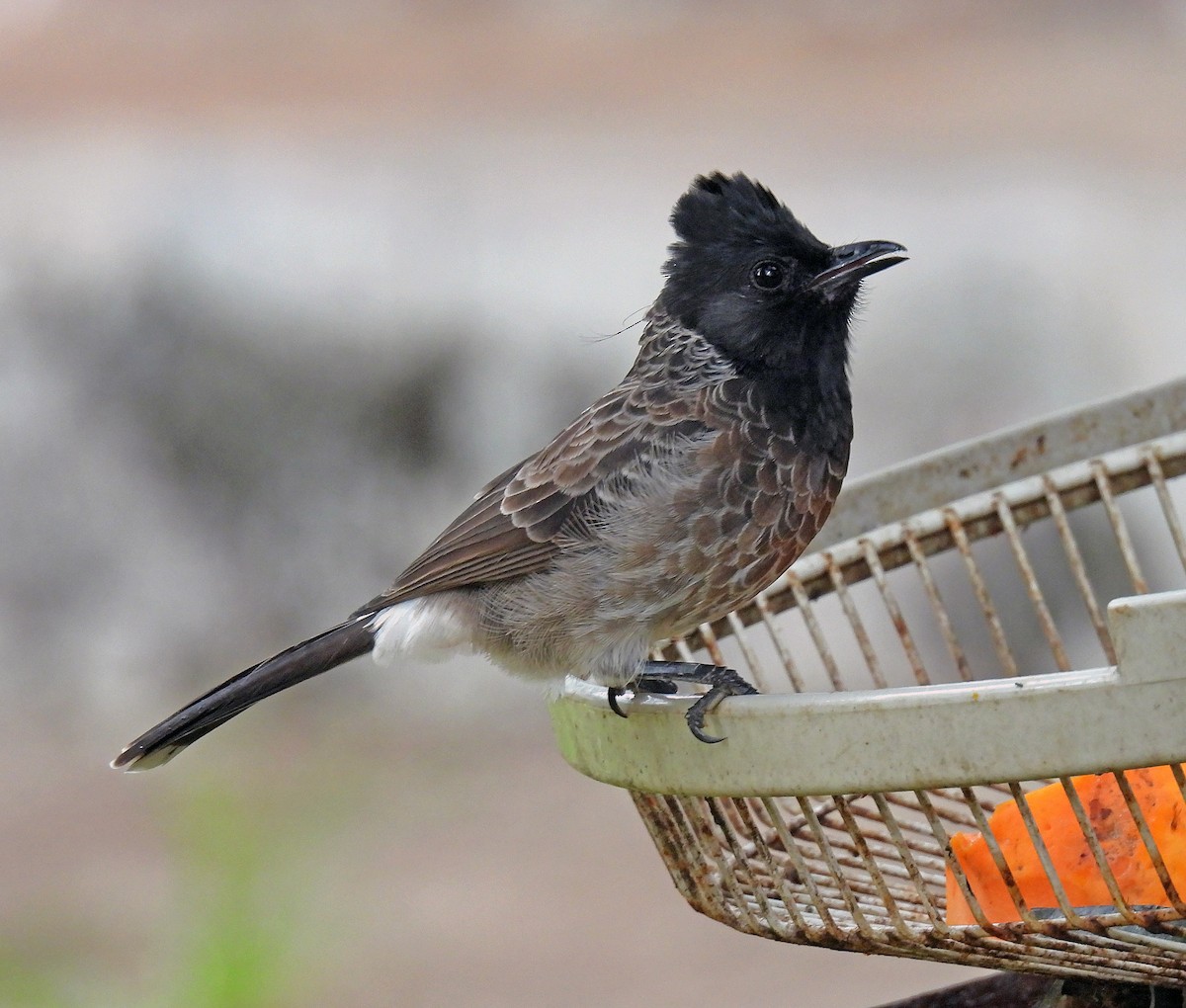 Red-vented Bulbul - ML620236404