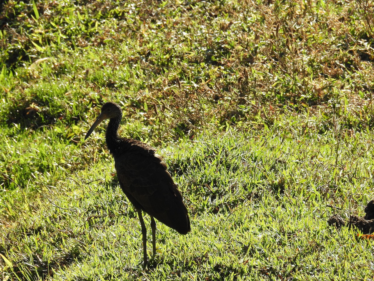 Limpkin - ML620236427