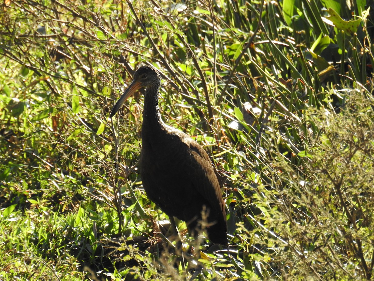 Limpkin - ML620236428