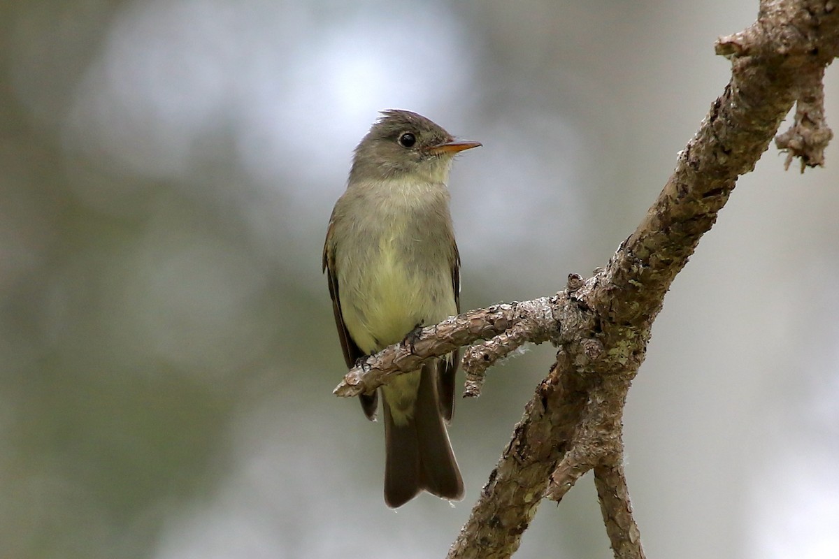 Eastern Wood-Pewee - ML620236437