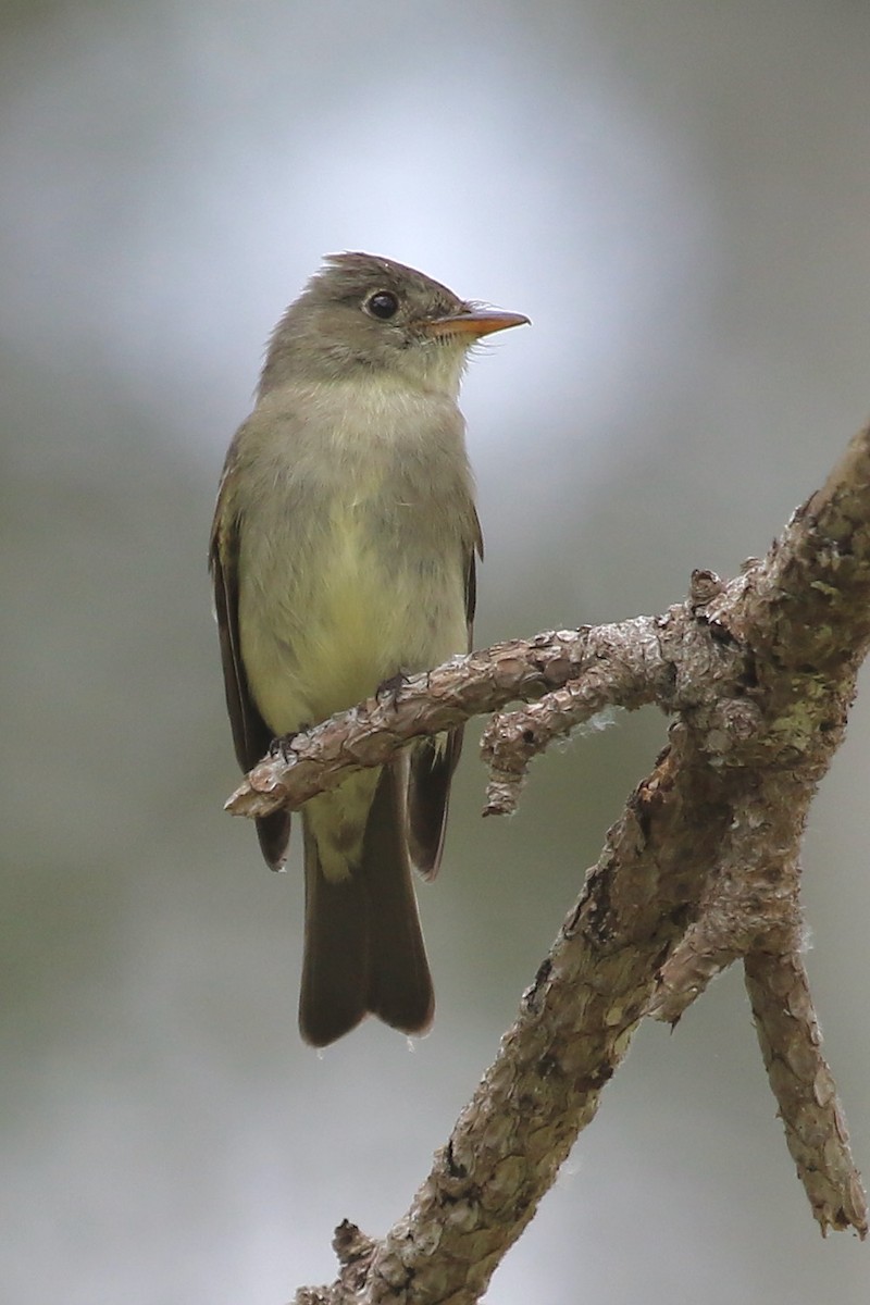 Eastern Wood-Pewee - ML620236438