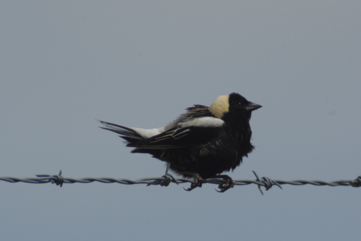 Bobolink - ML620236450