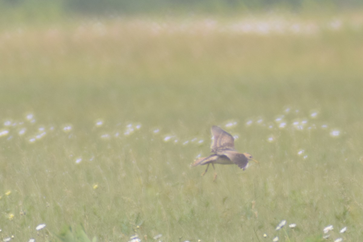 Upland Sandpiper - ML620236457