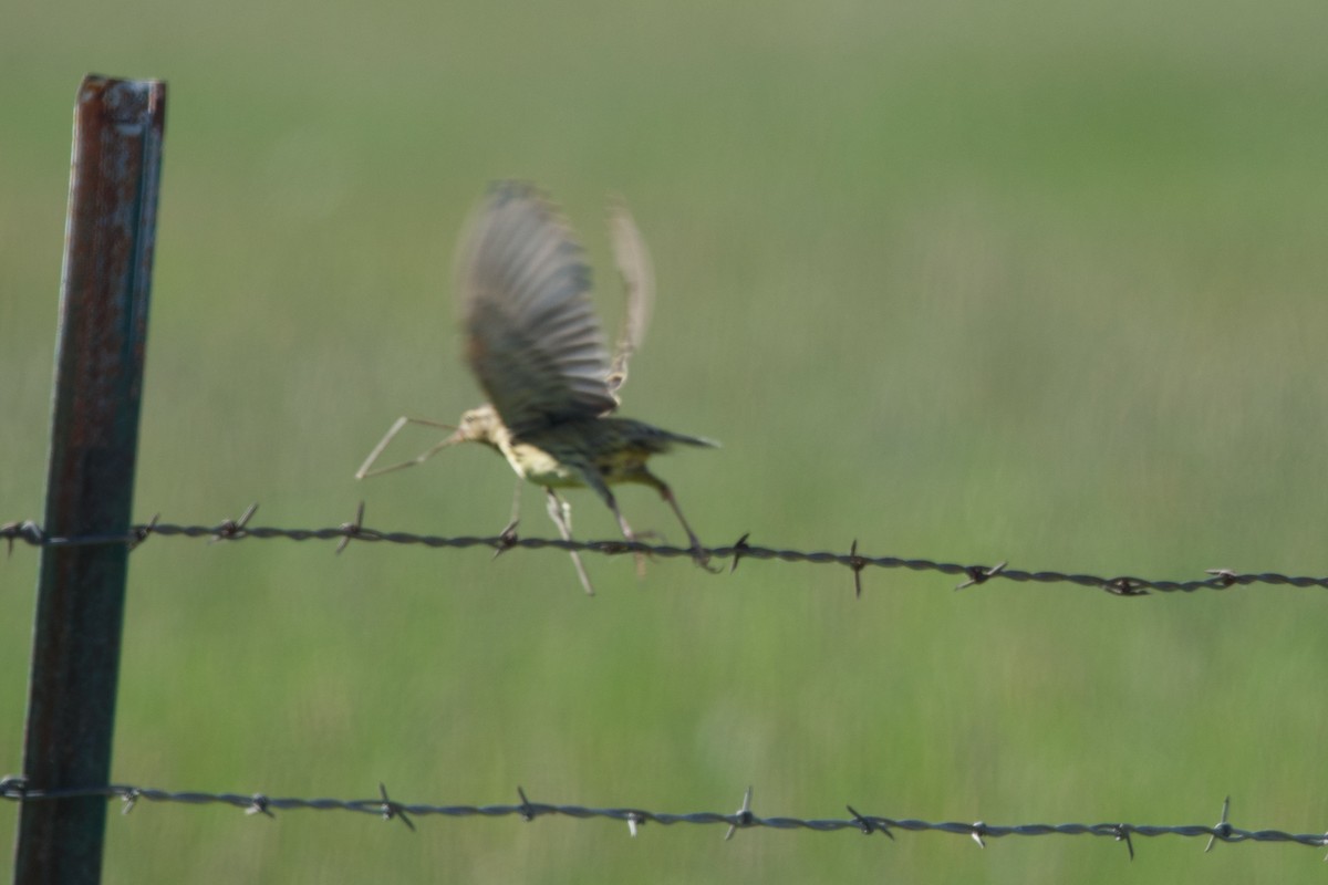 Western Kingbird - ML620236458