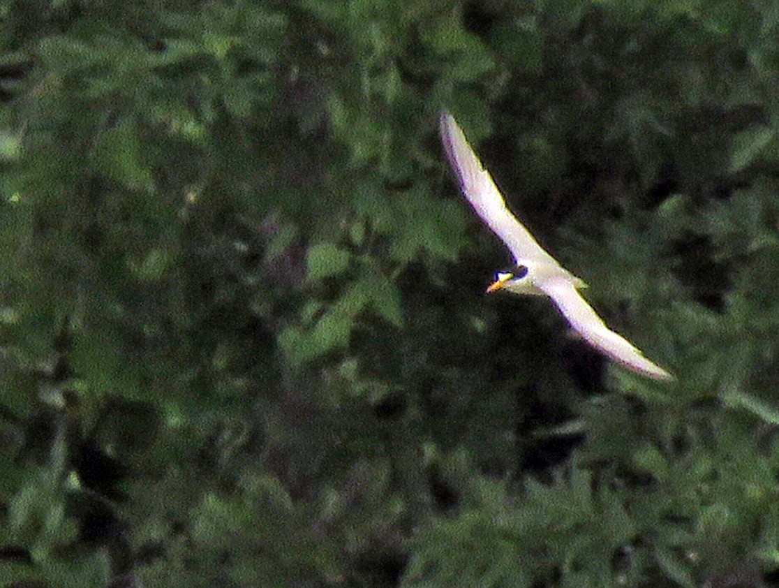 Least Tern - ML620236470