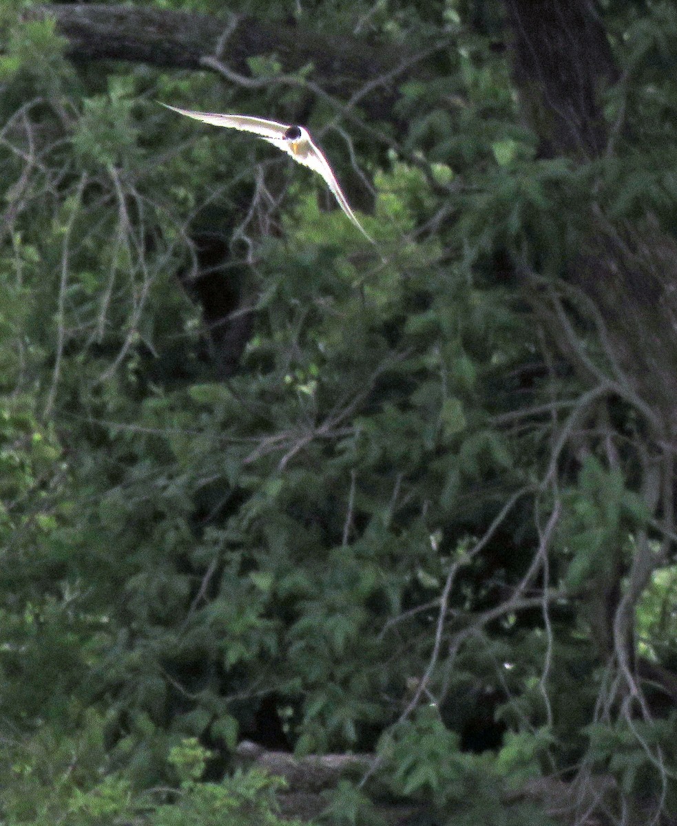 Least Tern - ML620236471