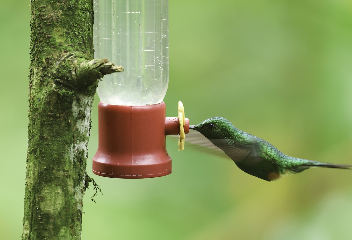 Colibrí de Raquetas Peruano - ML620236473