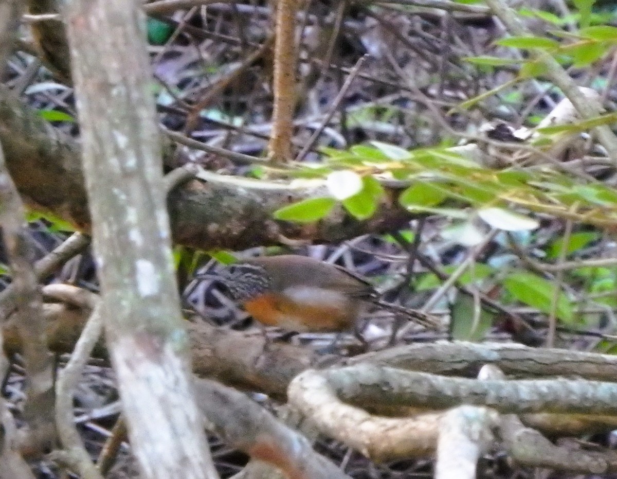 Rufous-breasted Wren - ML620236476