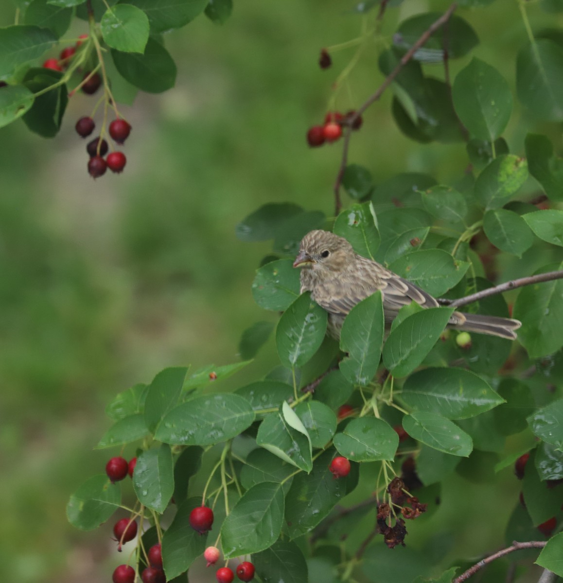 House Finch - ML620236477