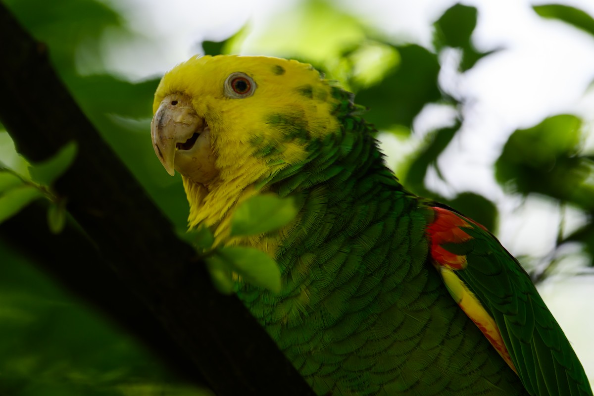 キガシラボウシインコ - ML620236481