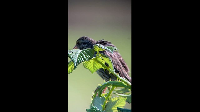 Savannah Sparrow - ML620236482