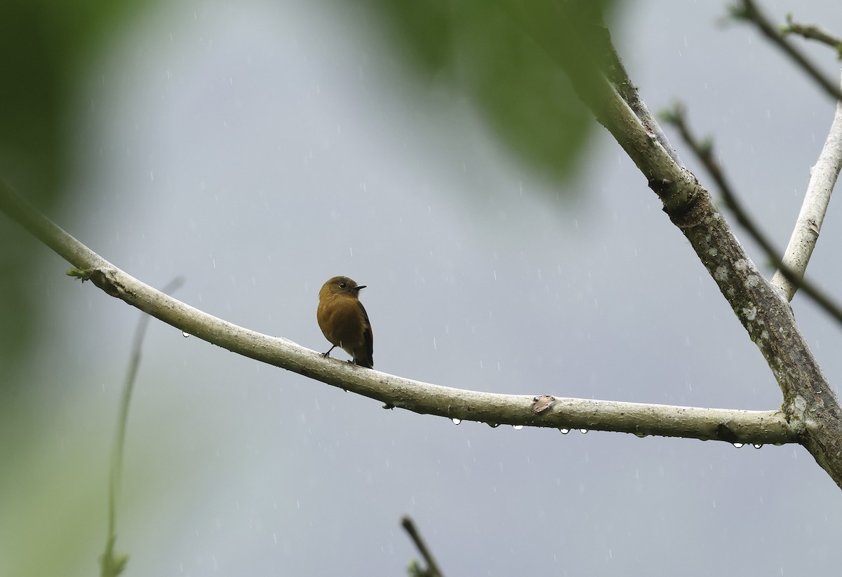 Cinnamon Flycatcher (Andean) - ML620236485