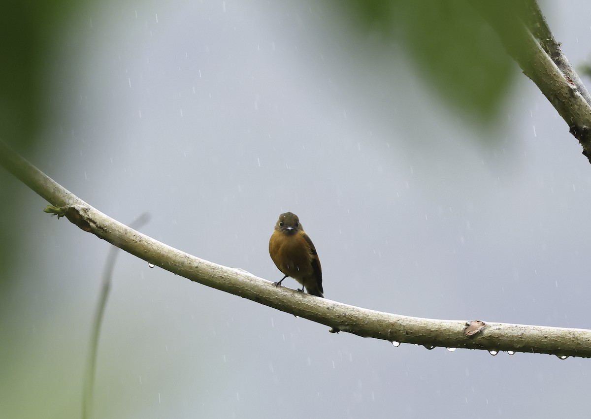 Cinnamon Flycatcher (Andean) - Bill Hubick