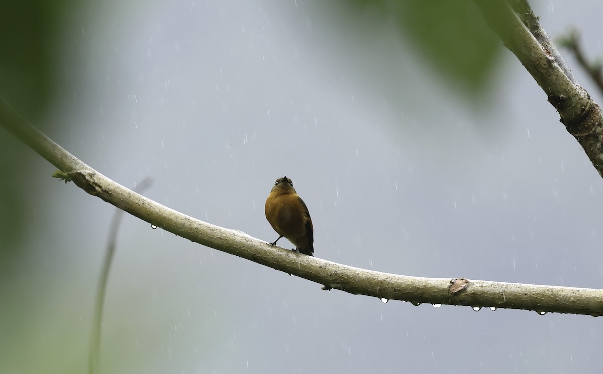 Cinnamon Flycatcher (Andean) - ML620236489