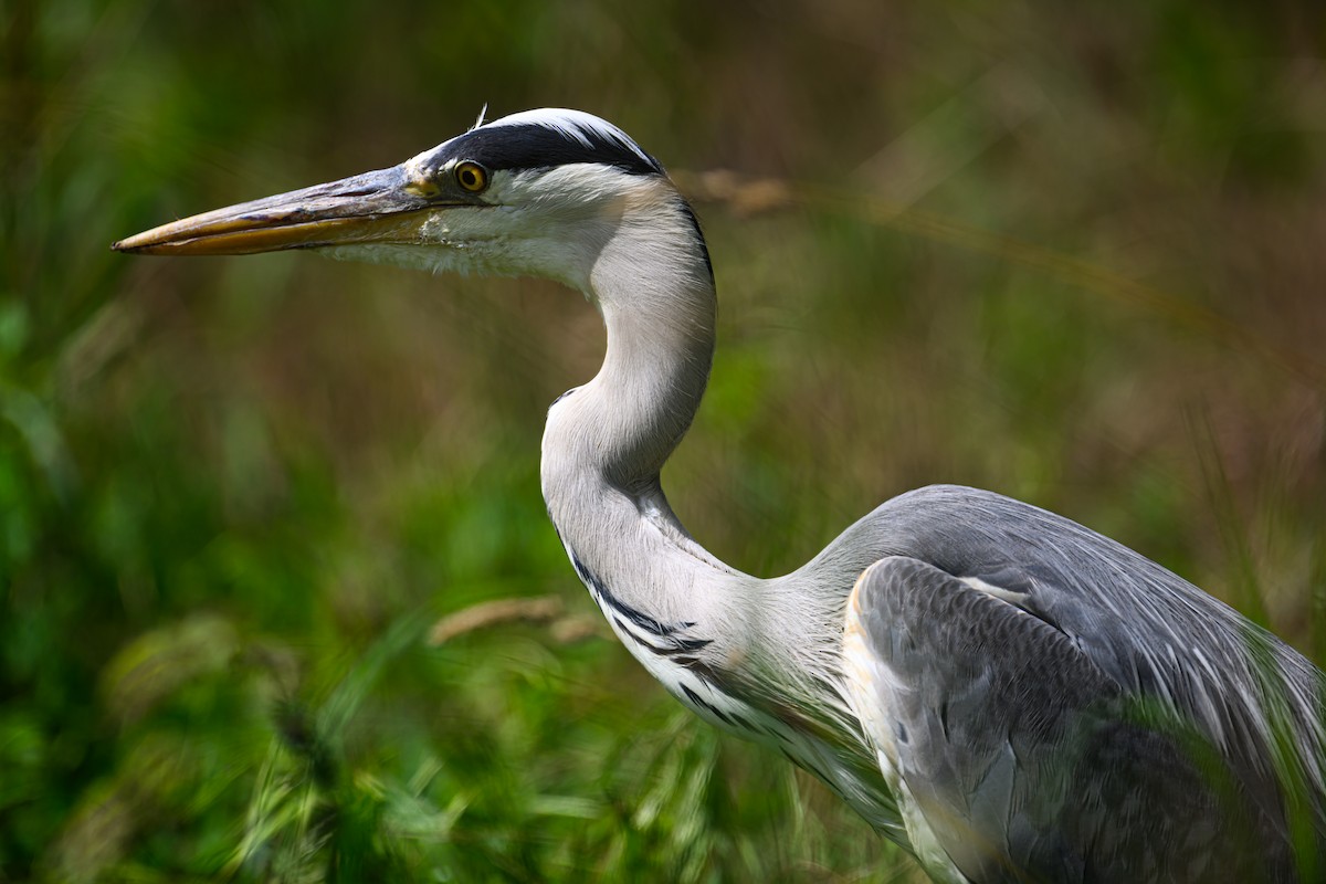 Gray Heron - ML620236490