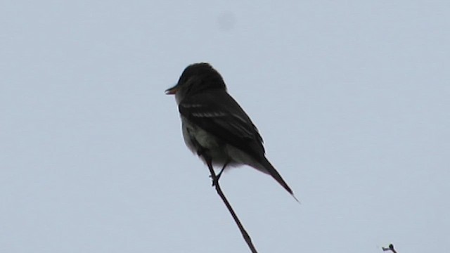 Eastern Wood-Pewee - ML620236491