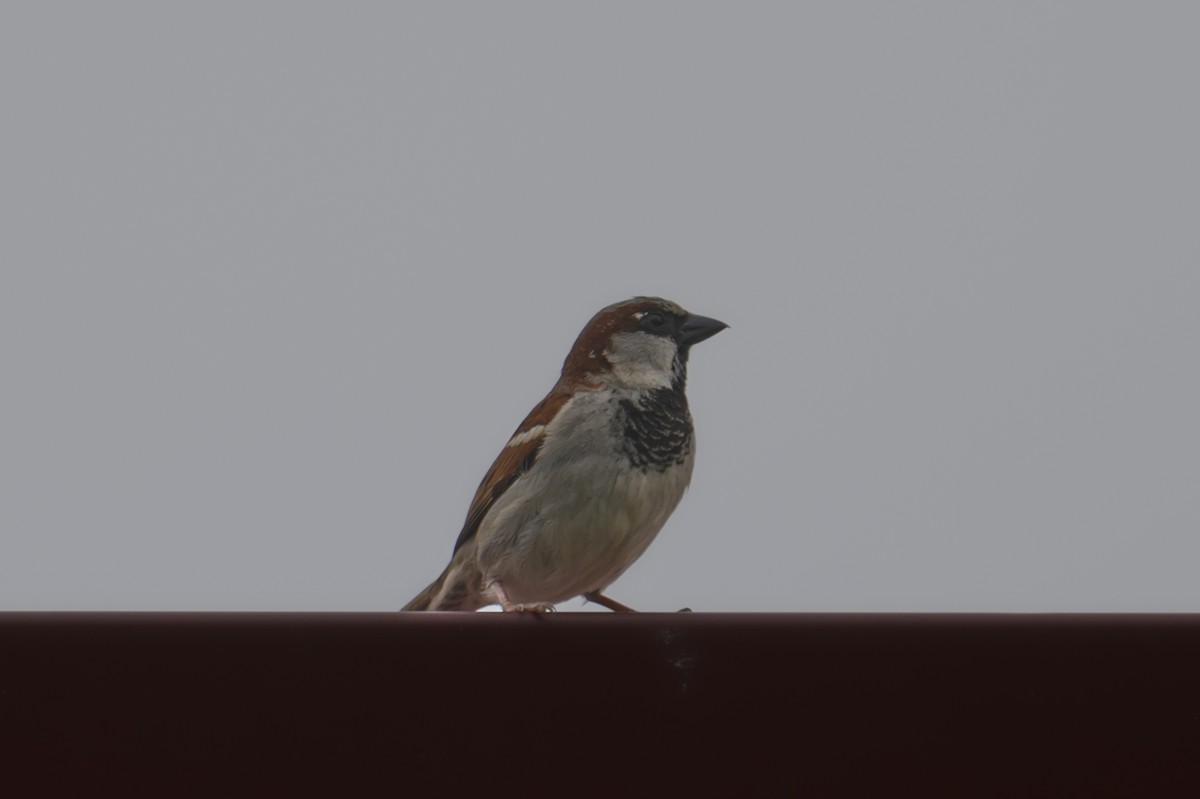 House Sparrow - ML620236527