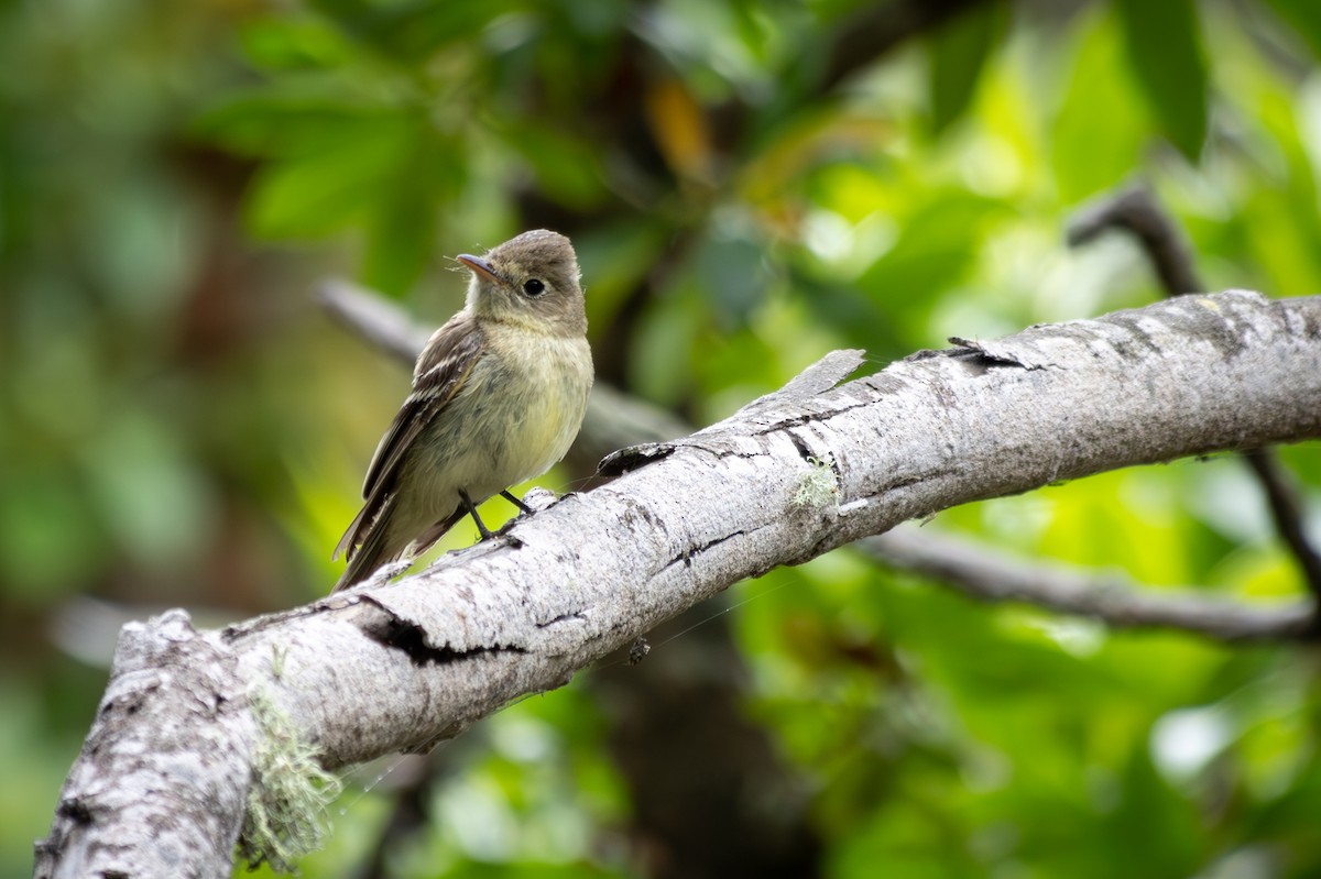 Western Flycatcher - ML620236528