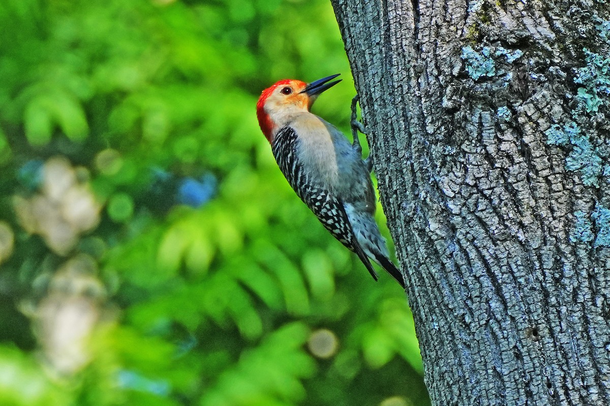Red-bellied Woodpecker - ML620236531