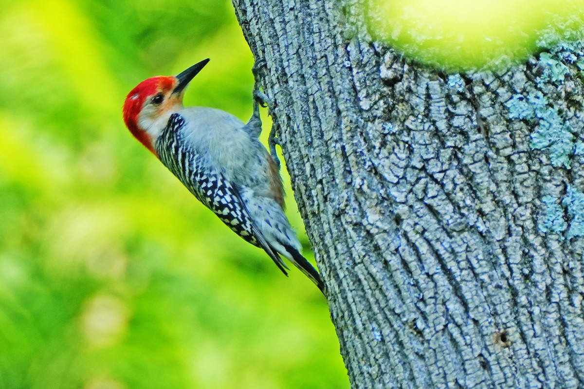 Red-bellied Woodpecker - ML620236532