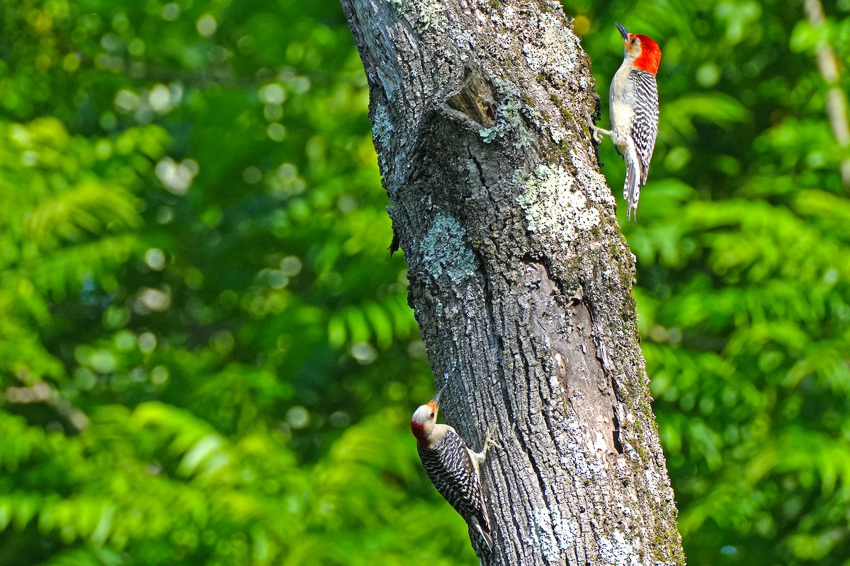 Red-bellied Woodpecker - ML620236533