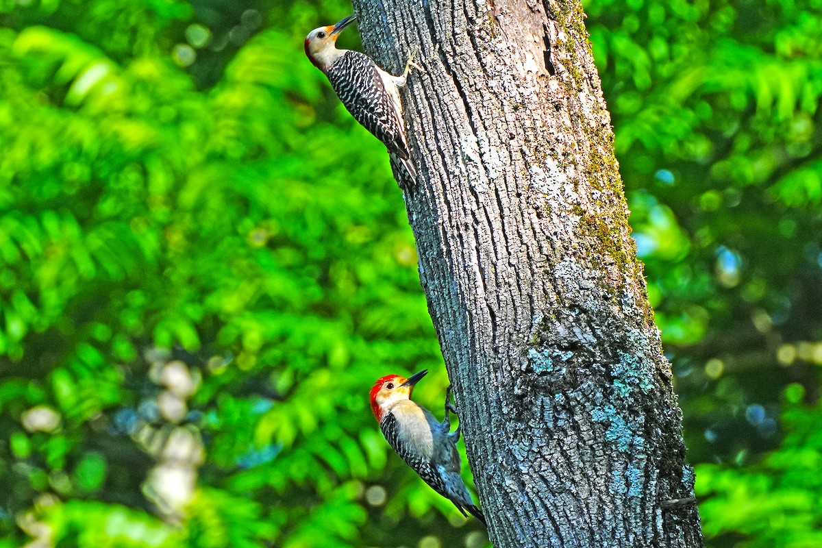 Red-bellied Woodpecker - ML620236534