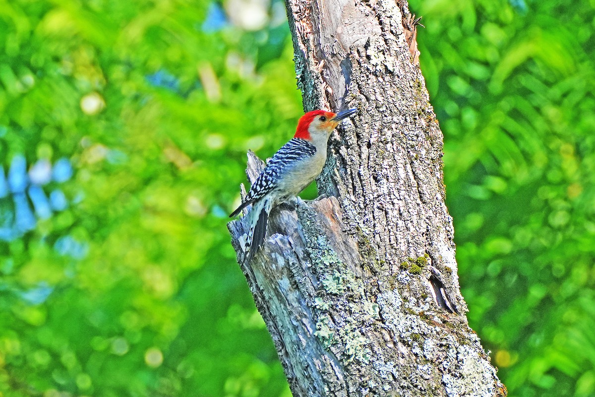 Red-bellied Woodpecker - ML620236535