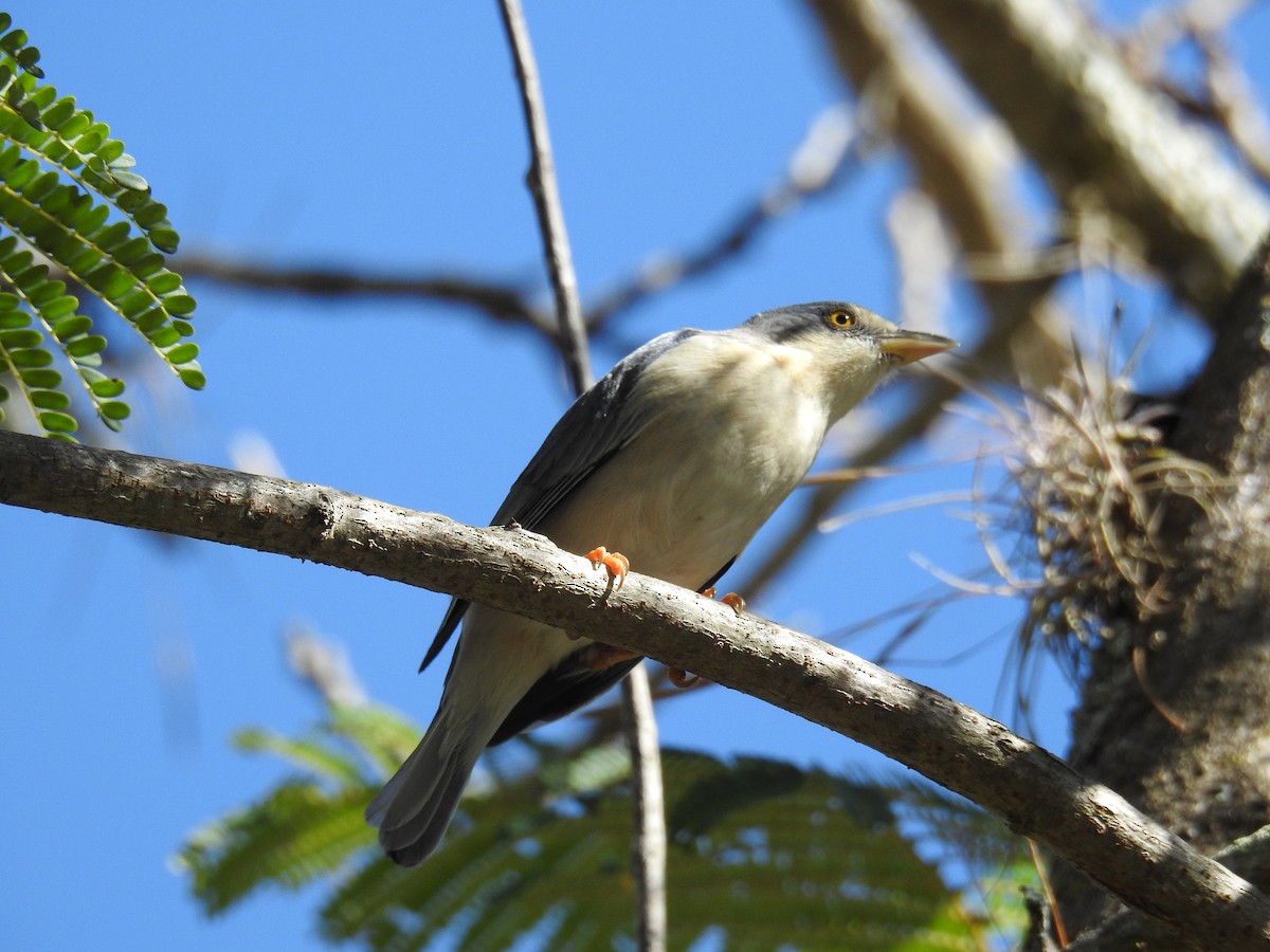 Hooded Tanager - ML620236552