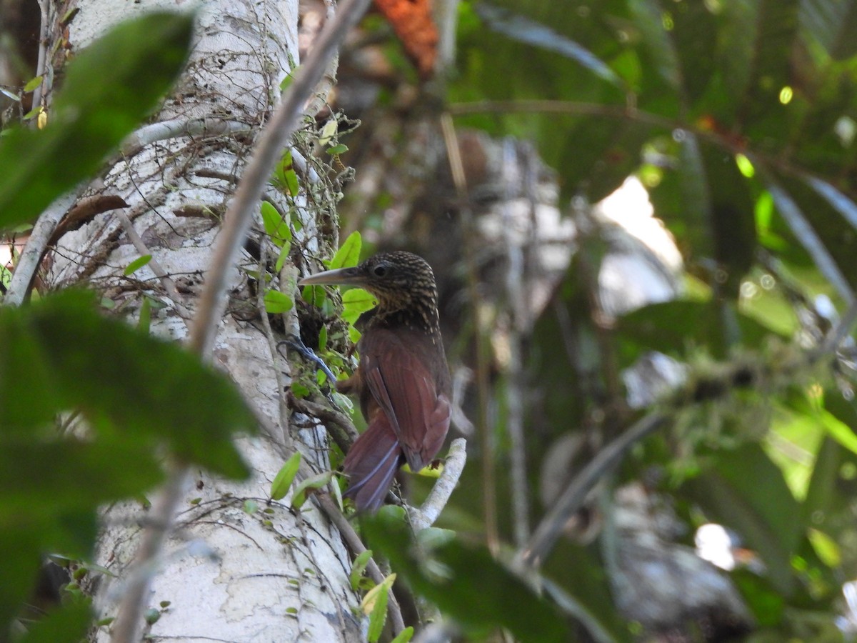 Buff-throated Woodcreeper - ML620236554