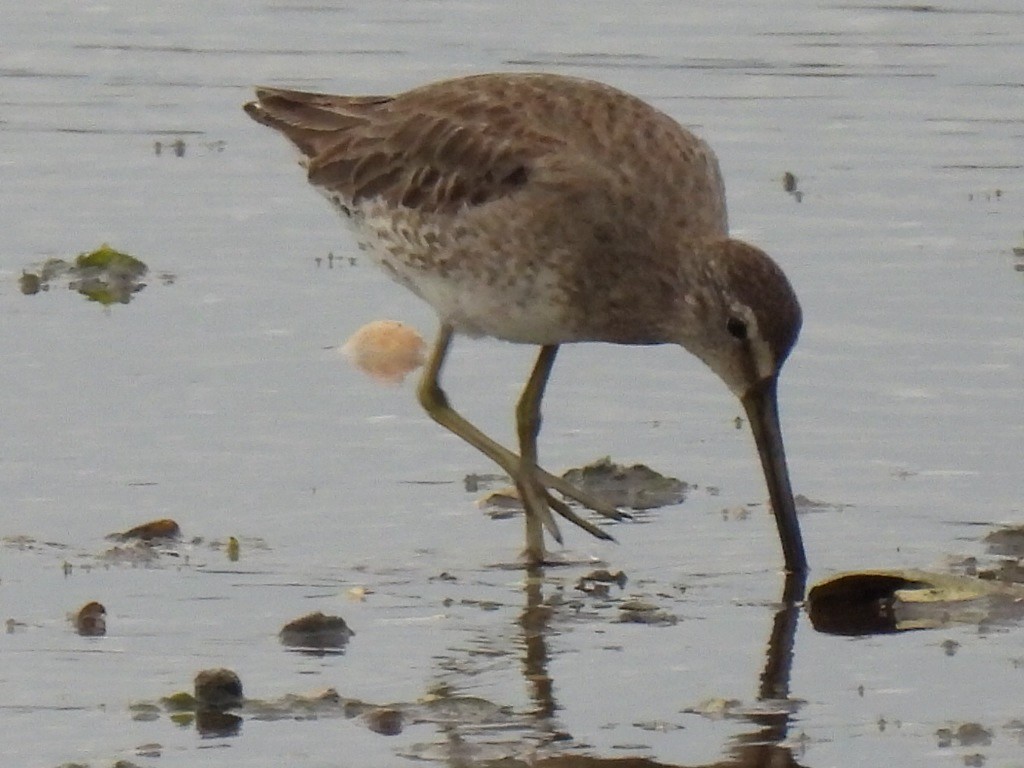 Short-billed Dowitcher - ML620236557