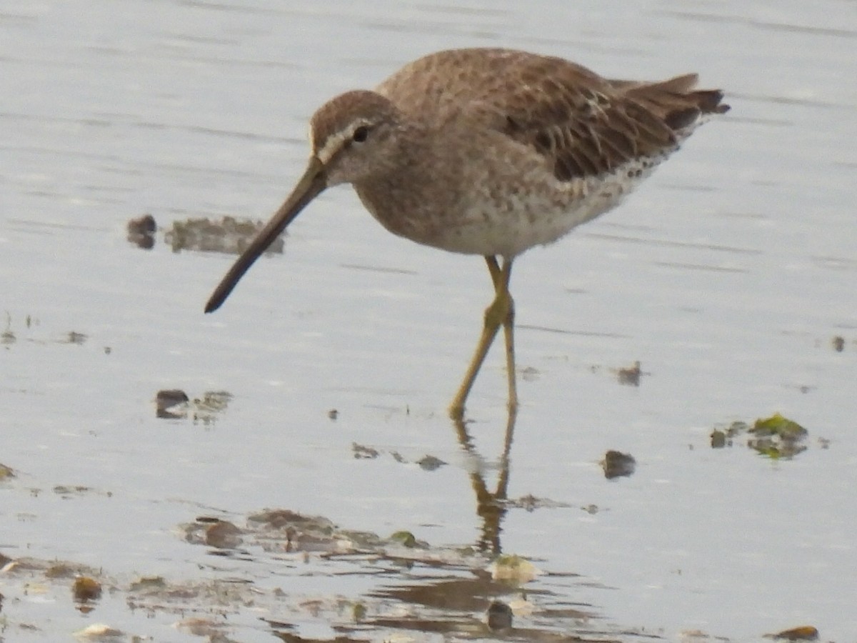 kortnebbekkasinsnipe - ML620236560