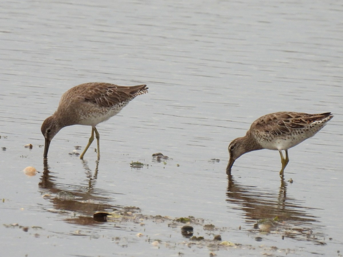 kortnebbekkasinsnipe - ML620236562