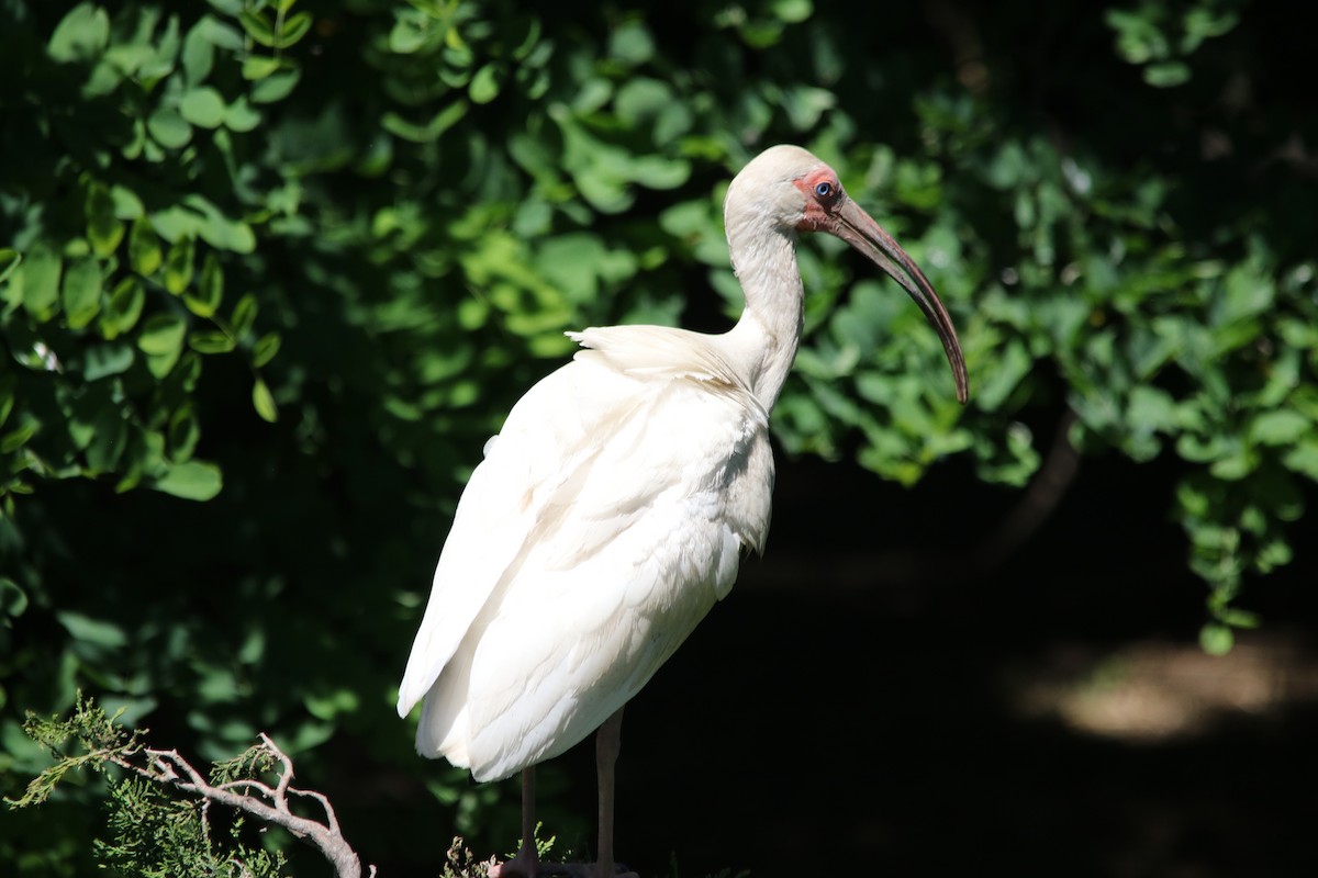 White Ibis - ML620236575