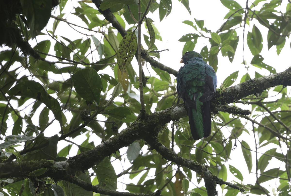 Golden-headed Quetzal - ML620236586