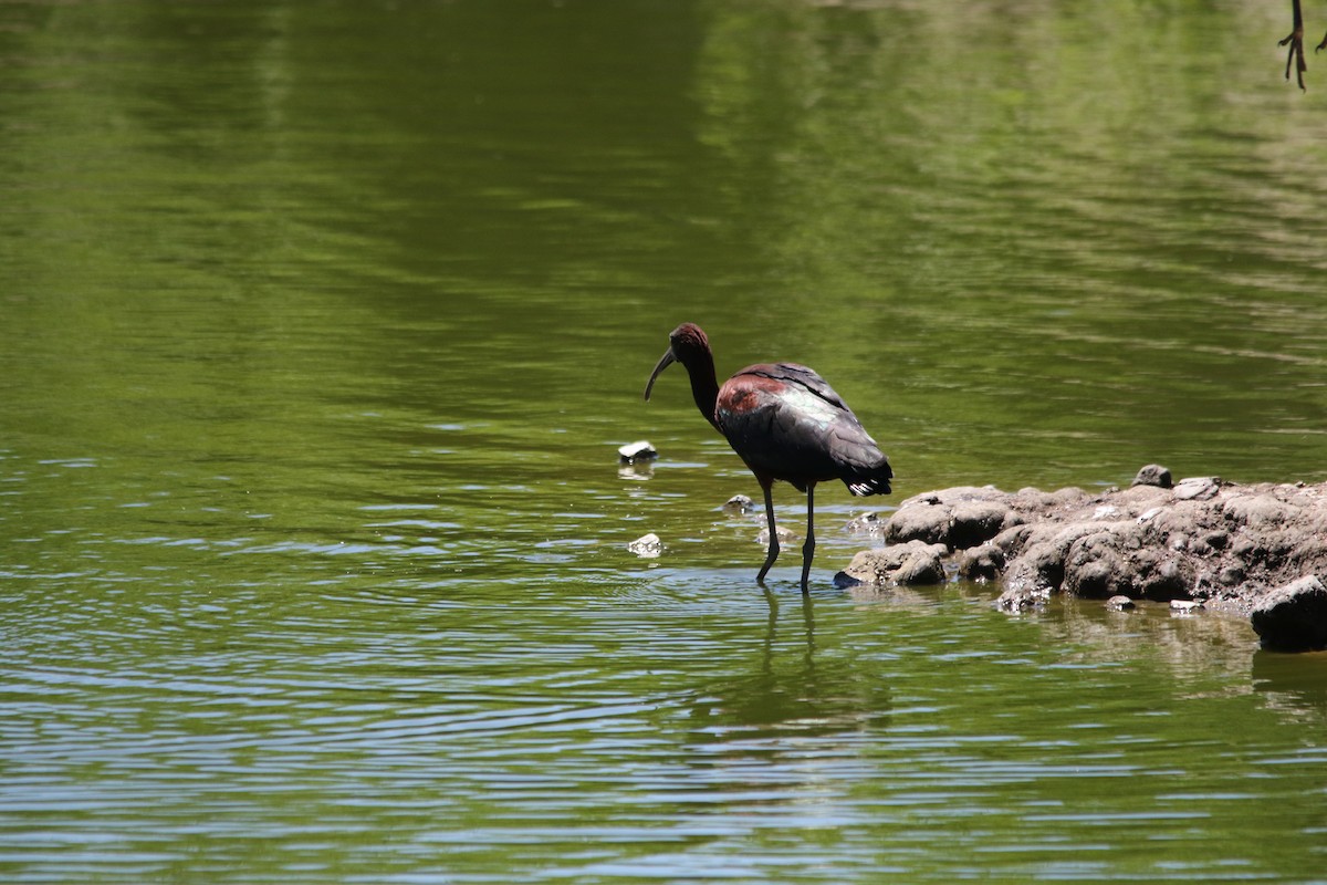 Glossy Ibis - ML620236595