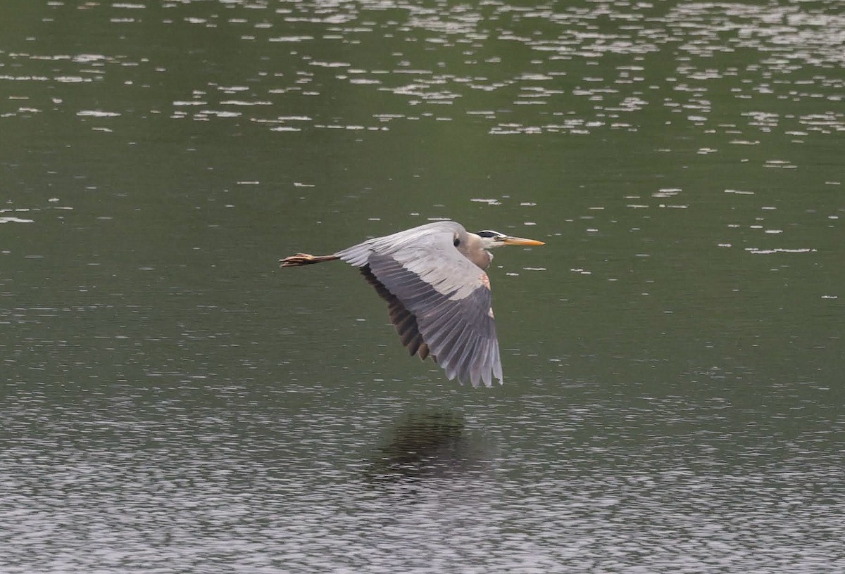 Great Blue Heron - ML620236601