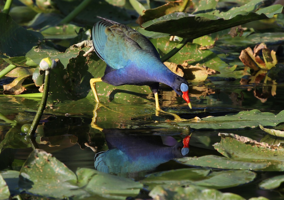 Purple Gallinule - ML620236605