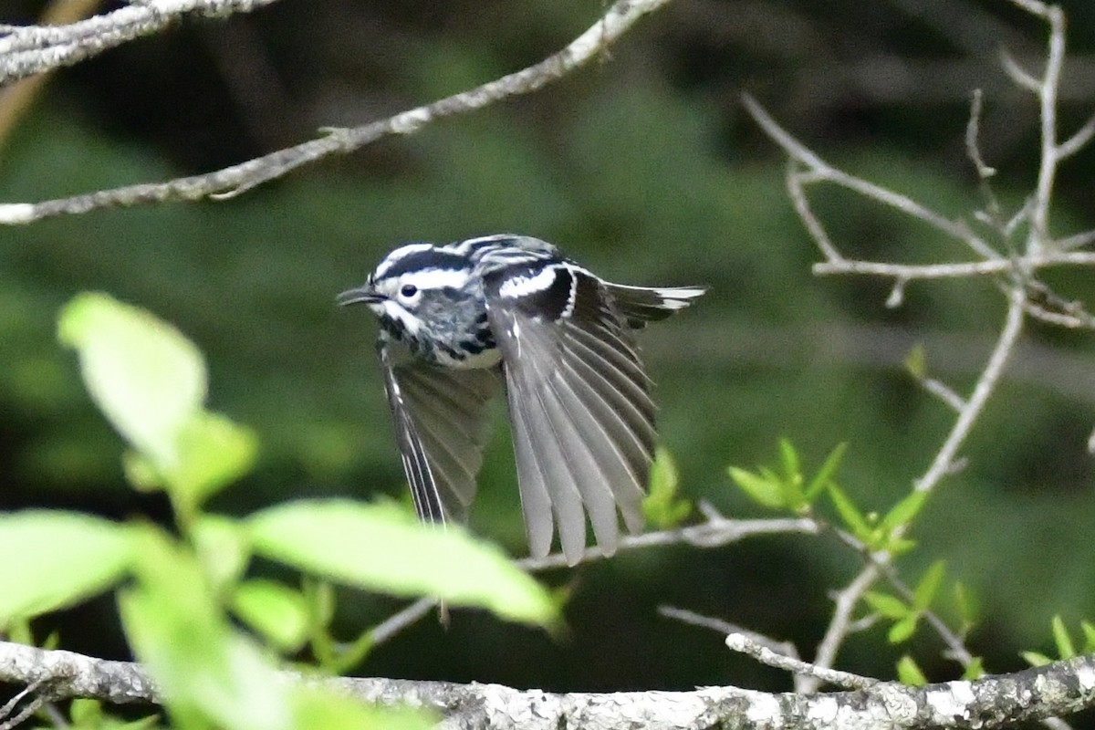 Black-and-white Warbler - ML620236610