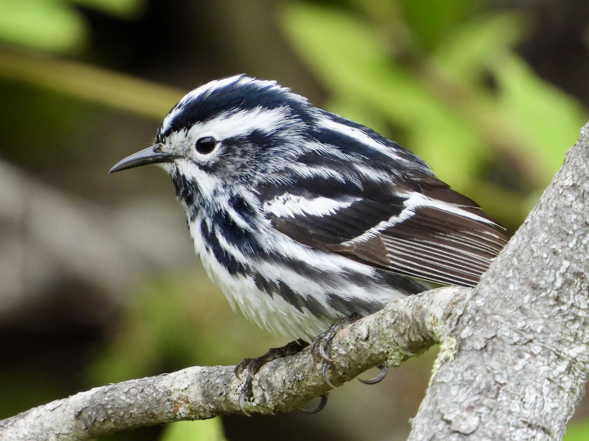 Black-and-white Warbler - ML620236611